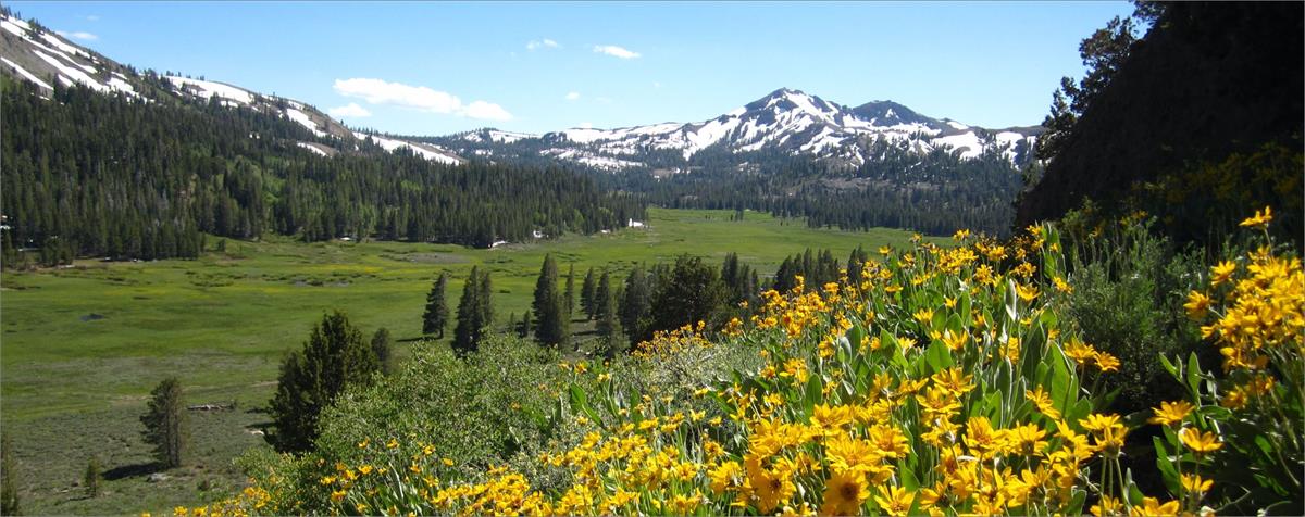 image of alpine county with mountains and field with yellow flowers